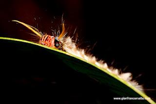 Il Borneo malese di Gianfranco Mattu Il Borneo malese di Gianfranco Mattu