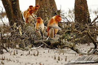 Il Borneo malese di Gianfranco Mattu Il Borneo malese di Gianfranco Mattu