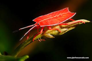 Il Borneo malese di Gianfranco Mattu Il Borneo malese di Gianfranco Mattu