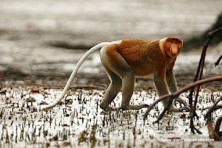 Il Borneo malese di Gianfranco Mattu Il Borneo malese di Gianfranco Mattu