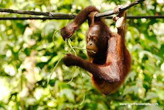 Il Borneo malese di Gianfranco Mattu Il Borneo malese di Gianfranco Mattu