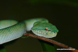 Il Borneo malese di Gianfranco Mattu Il Borneo malese di Gianfranco Mattu