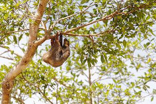 Il Borneo malese di Gianfranco Mattu Il Borneo malese di Gianfranco Mattu