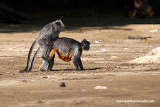 Il Borneo malese di Gianfranco Mattu Il Borneo malese di Gianfranco Mattu
