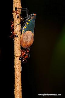 Il Borneo malese di Gianfranco Mattu Il Borneo malese di Gianfranco Mattu