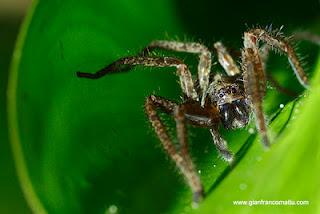 Il Borneo malese di Gianfranco Mattu Il Borneo malese di Gianfranco Mattu