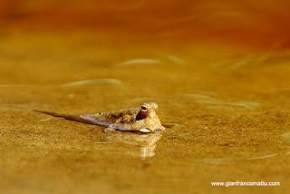 Il Borneo malese di Gianfranco Mattu Il Borneo malese di Gianfranco Mattu