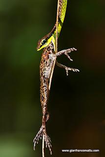 Il Borneo malese di Gianfranco Mattu Il Borneo malese di Gianfranco Mattu