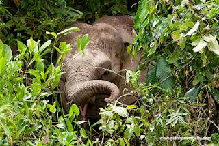 Il Borneo malese di Gianfranco Mattu Il Borneo malese di Gianfranco Mattu