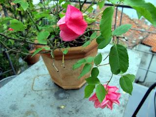 la pianta del mese: la rosa Général Schablikine