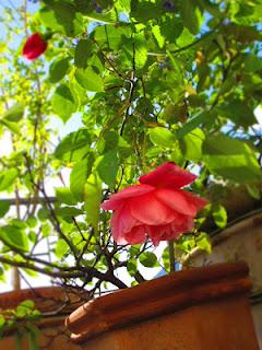 la pianta del mese: la rosa Général Schablikine