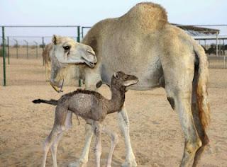 Nasce a Dubai il primo cammello clonato.