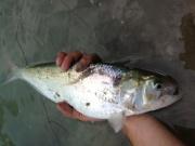 Grossa cheppia del Taro Cheppie a manetta sul Taro