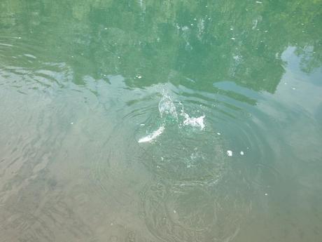 Chepia del Taro che fa evoluzioni Cheppie a manetta sul Taro