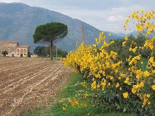 Il Topinambur del Salento leccese (Helianthus annuus)