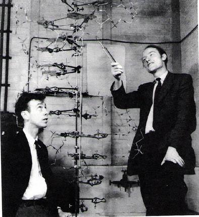 Cronistoria del DNA: 1953 James Watson e Francis Crick