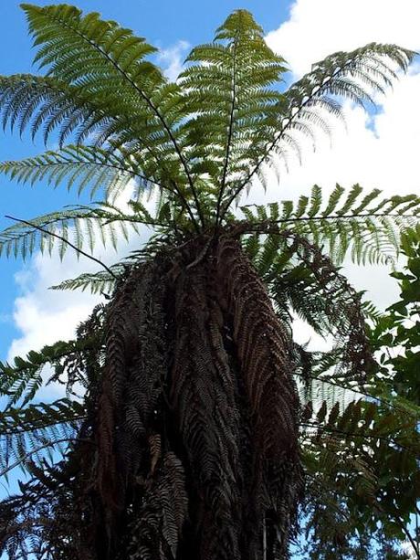 Rotorua e dintorni