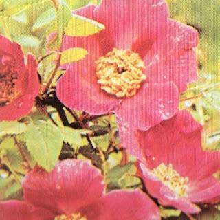 Rose botaniche pagina 2