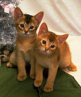 Gatto Abissino Gatto Abissino