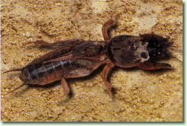 Grillo, i grillini ed i grillotalpa Grillo, i grillini ed i grillotalpa