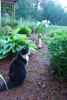 Gatti da giardino...1
