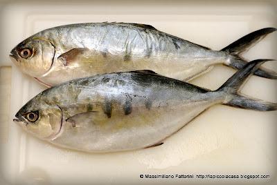 Il pesce: Filetti di leccia stella con speck, limone e menta bergamotto - Mentha citrata