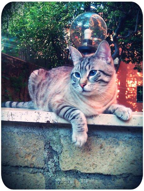 STRABICHINO IN GIARDINO... STRABICHINO IN GIARDINO...