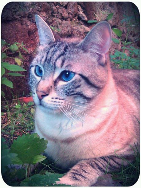 STRABICHINO IN GIARDINO... STRABICHINO IN GIARDINO...