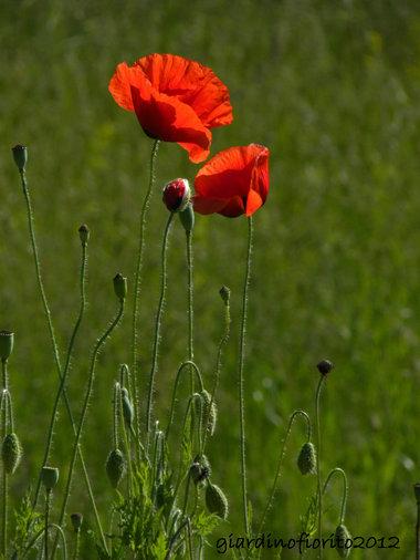 Papaveri a maggio