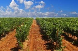 Vini della Spagna: il Manzanilla