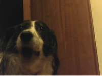 Una danza non proprio gradita Frida, la mia cagnolina