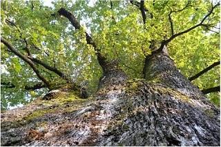 I PATRIARCHI DELLA NATURA I PATRIARCHI DELLA NATURA