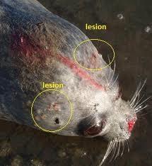 giuseppe's Site - Alaska: inquinamento radioattivo sta sterminando foche e orsi