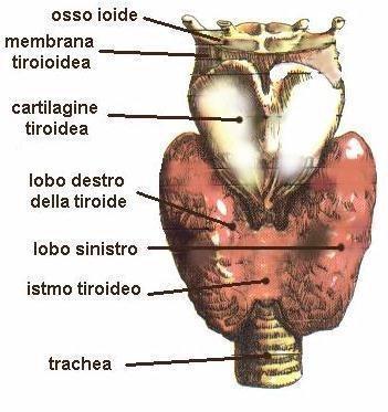 Piccola ghiandola ma importanti funzioni: la Tiroide