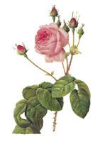 Stampe Floreali con Rose e cenni su Rosa Mundi