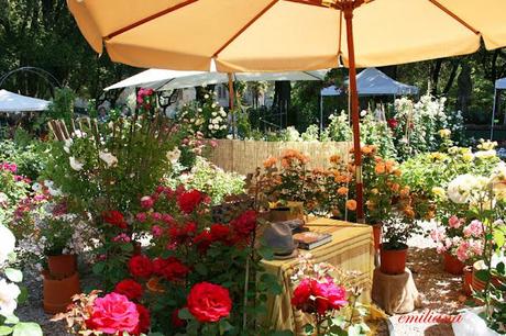 Perugia flower show