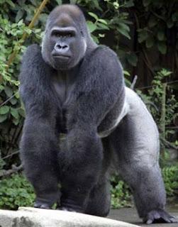 Gorilla, un animale straordinario