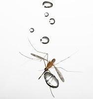 Zanzare nella pioggia