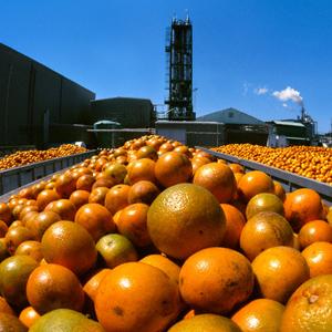 Aranciata: 12% arancia, 100% sfruttamento dei lavoratori