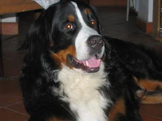 Bovaro del Bernese