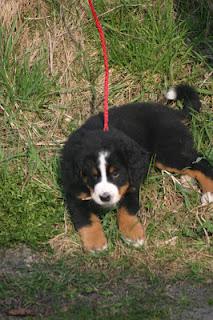 Bovaro del Bernese