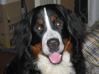 Bovaro del Bernese