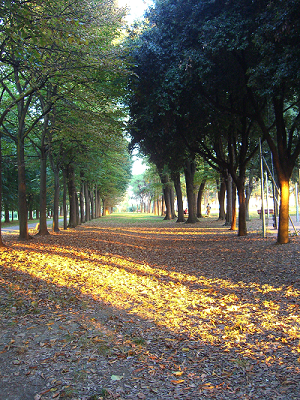 La pineta di Sant'Elena La pineta di Sant'Elena