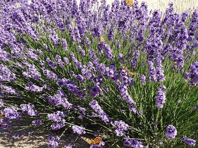 IL DIALOGO TRA LAVANDA E GIARDINO