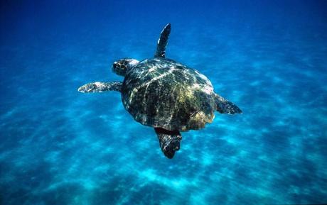 WWF: ‘Le tartarughe marine si salvano così’.