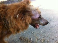 ANGELA 7 maddaloni Moria di cuccioli e cani adulti di Maddaloni(Caserta)