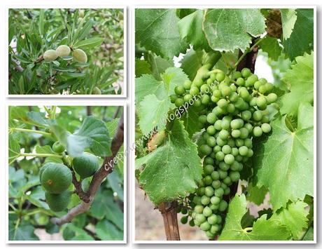 Venite a raccogliere i gelsi? Venite a raccogliere i gelsi?