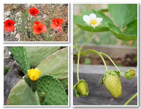 Venite a raccogliere i gelsi? Venite a raccogliere i gelsi?