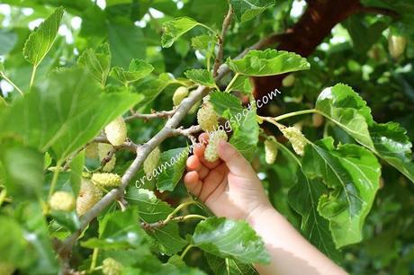 Venite a raccogliere i gelsi? Venite a raccogliere i gelsi?