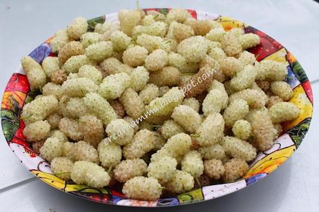 Venite a raccogliere i gelsi? Venite a raccogliere i gelsi?